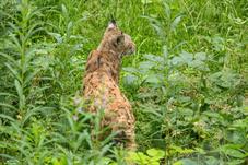 NP Bayerischer Wald_Luchs_D8B0251